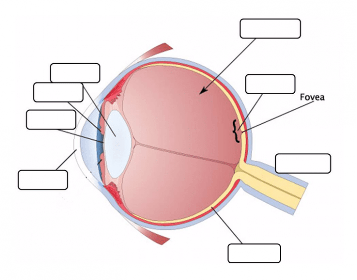 Labeling the Eye Quiz