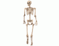 HBS human skeleton 