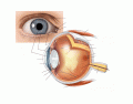Eyeball Anatomy Right Eye-Superior View