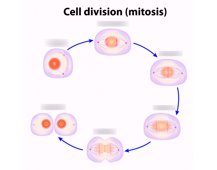 Mitosis Diagram Quiz Mitosis Diagram Quiz