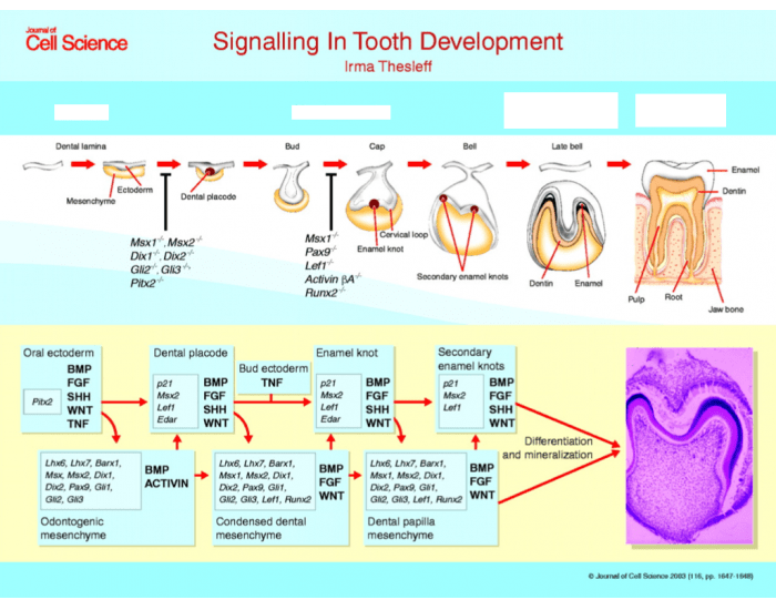 signaling pathways in tooth development Quiz