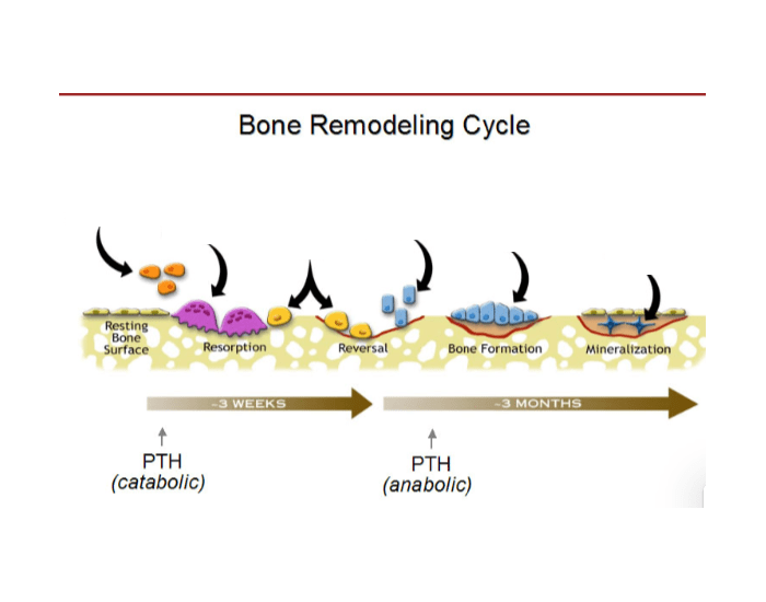 bone remodeling cycle Quiz