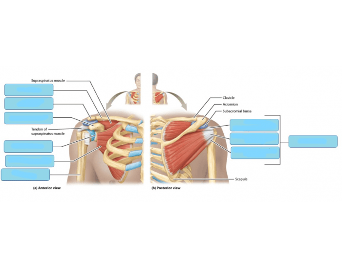 Shoulder Joint Anatomical Structure Quiz