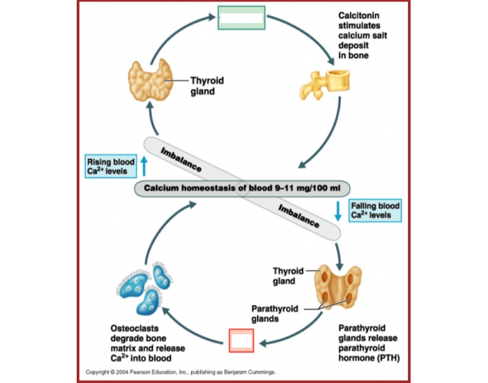 Parathyroid Cycle Quiz parathyroid-cycle-quiz