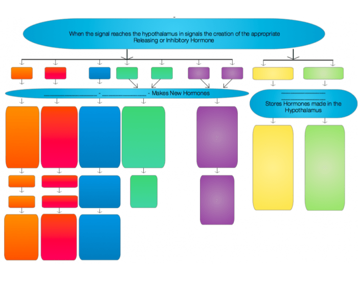 Endocrine Histogram Endocrine Chart Quiz