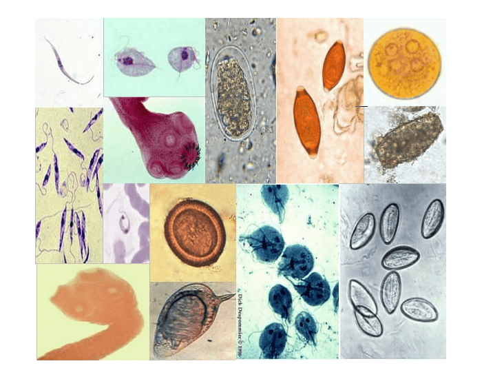 Jogo de parasitologia Quiz