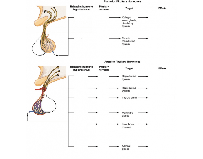 Pituitary Hormones And Functions Printable Worksheet