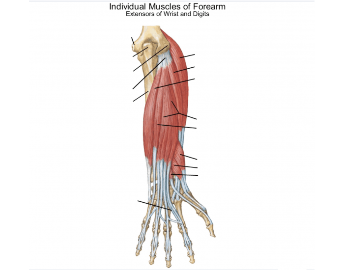 Extensor Group Muscles Extensor Muscles of Forearm Quiz