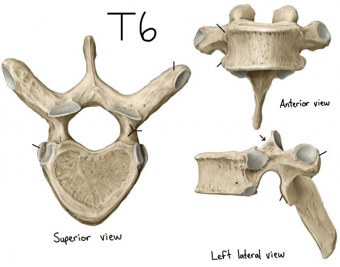 T6 Distribution Parts of typical thoracic vertebra (T6) Quiz