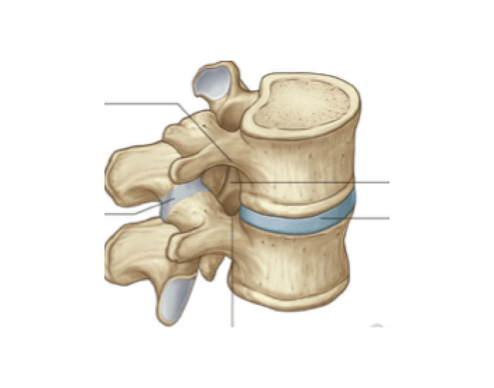 Spinal Joint/Notch Quiz