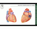 Anatomia externa do coração