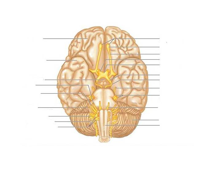 cranial nerves model labeled