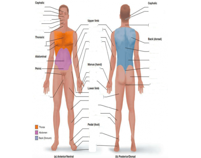 Body Map Labeled Body Regions Labeled