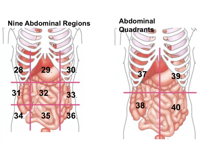 abdominal cavity organs quadrants