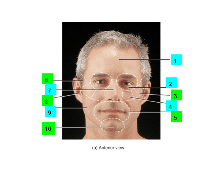 Facial Regions Quiz