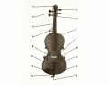 Parts of the Violin/Viola/Cello/Bass