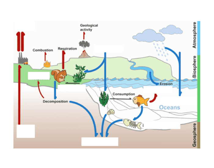 4.3.13 Construct a diagram of the carbon cycle Quiz