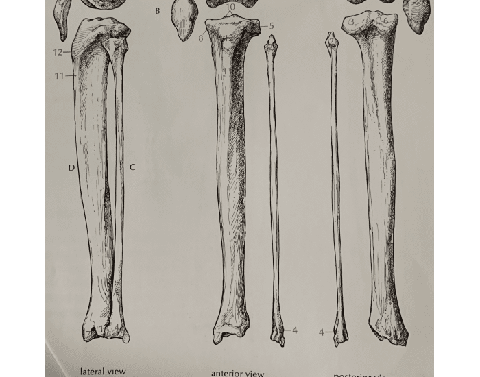BIOL 341 Cat Tibia and Fibula Quiz