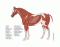 Horse Muscles 