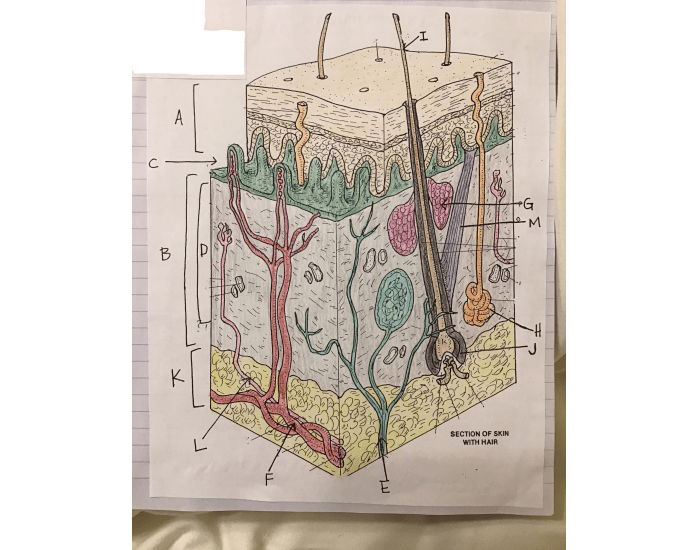 Labeled Tissue Project Tissue Labeling — Printable Worksheet