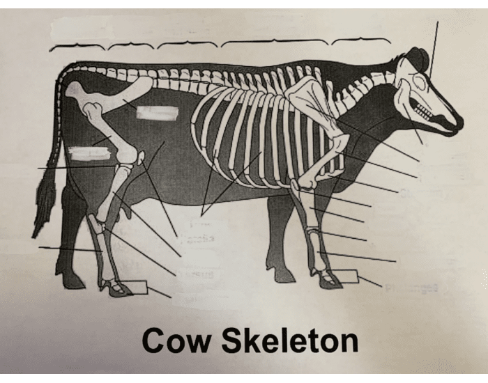 Cow Skeletal Structure Review Quiz
