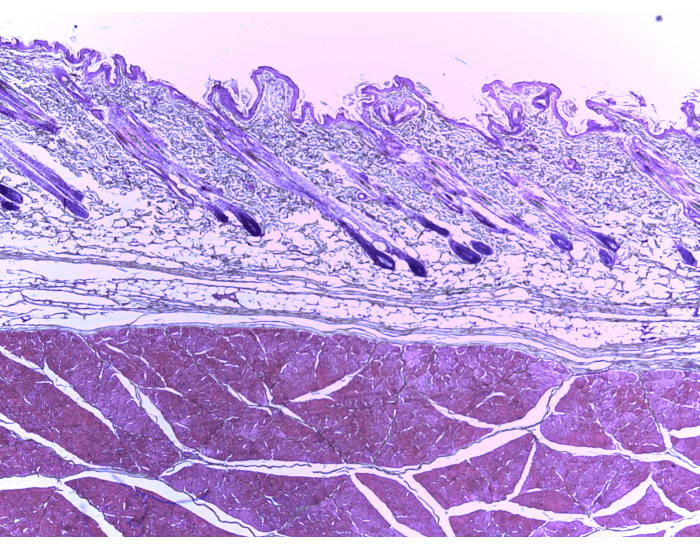 cutaneous-membrane-quiz