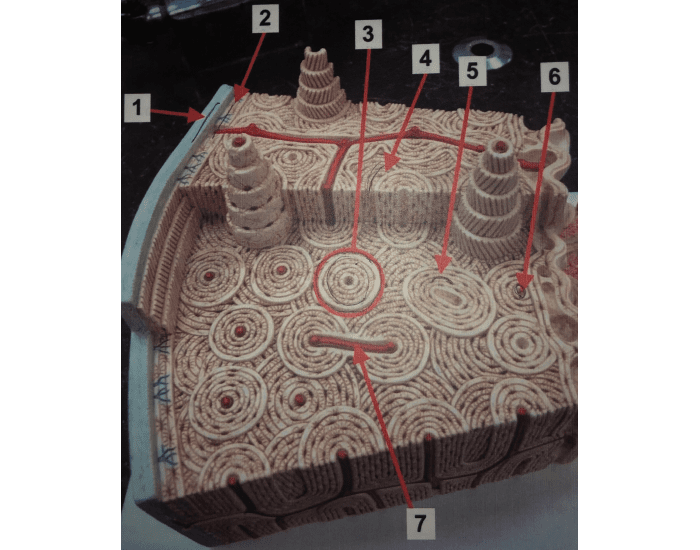 Compact bone model Quiz