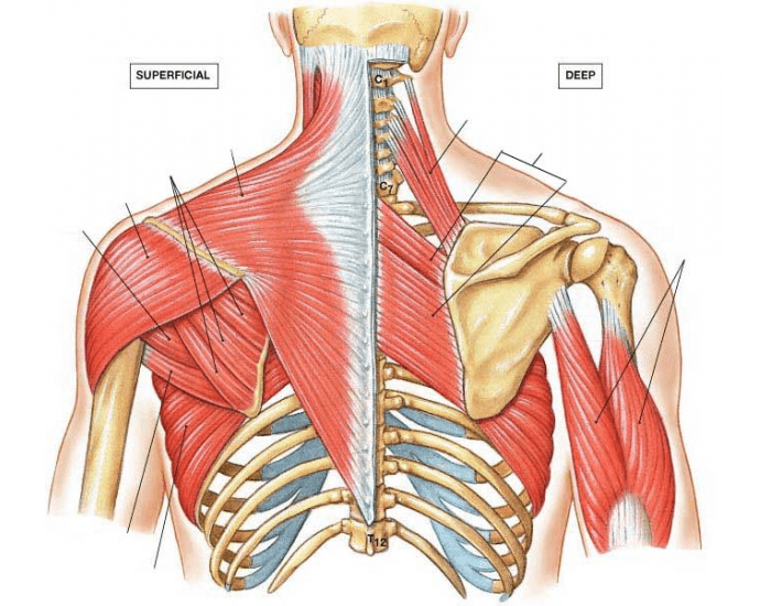 Back muscles Quiz