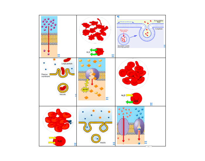 identify-the-types-of-cell-transport-quiz