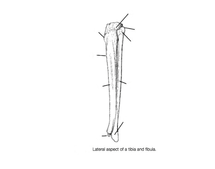 lateral aspect of a tibia and fibula Quiz