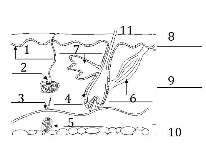 Skin Diagram Functions Quiz