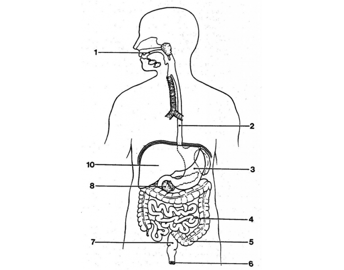 Labelling Organs Label Organs Quiz