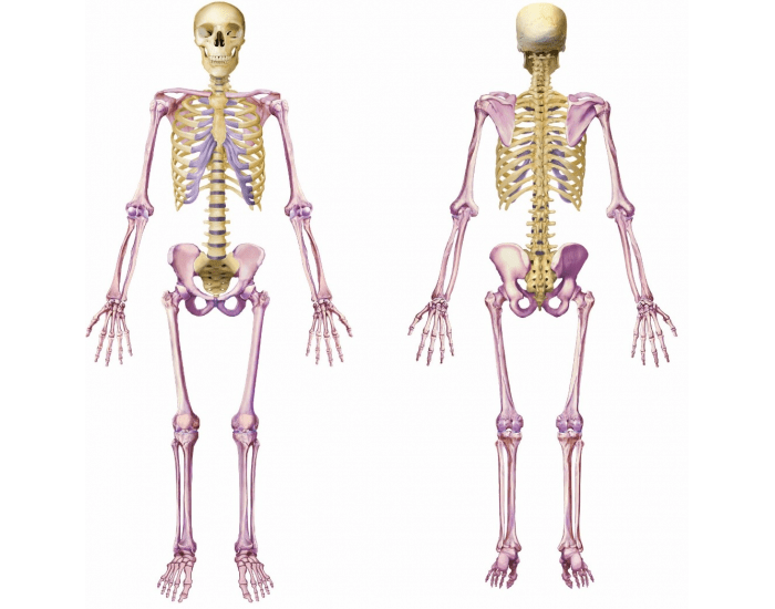 Axial Amp Appendicular Skeleton Printable Worksheet