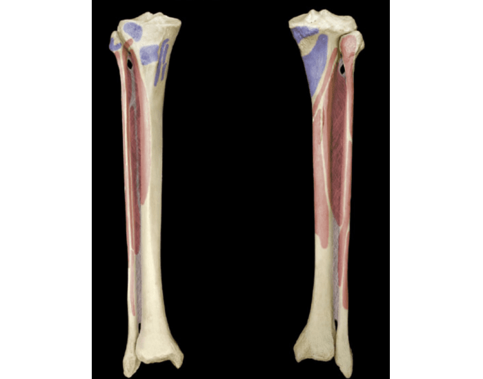 BIO 1300: TIBIA AND FIBULA Quiz