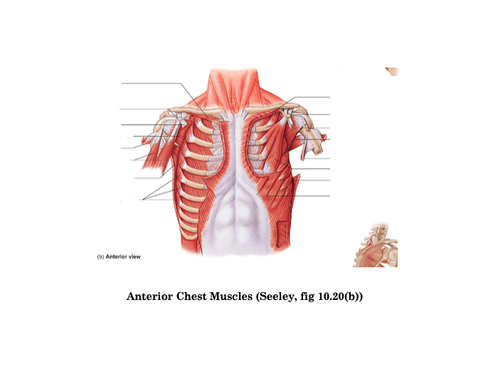 Chest Rib Muscle Anterior Chest Muscles with Ribs Quiz