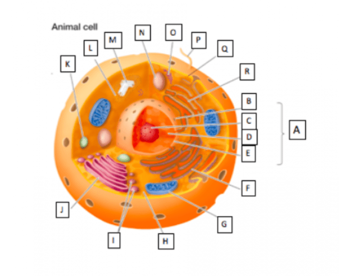 Animal Cell Test Example animal cell Quiz