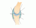 Synovial Joint Structure 