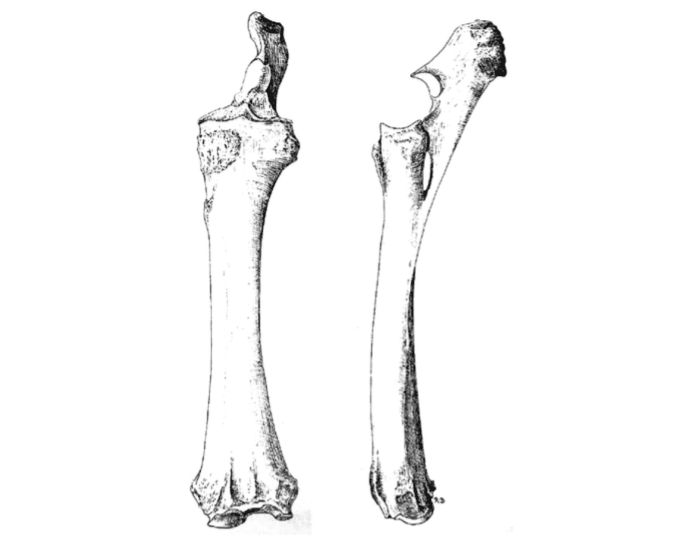 Radius & Ulna - Equine Quiz
