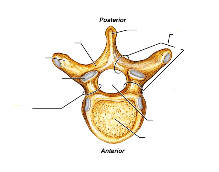 Typical Vertebrate Anatomy Quiz