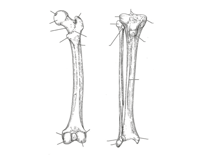 Labling Tibia Tibia Labeled Quiz