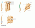 Cervical/Thoracic/Lumbar vertebrae