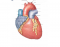 Heart Anterior surface