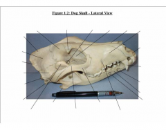 Lateral Dog Skull