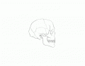 Human Skull Quiz side view