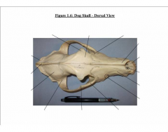Dorsal Dog Skull