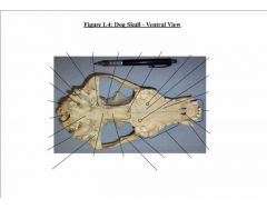 Ventral Dog Skull