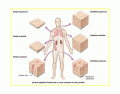 Location&Function of Epithelial tissues