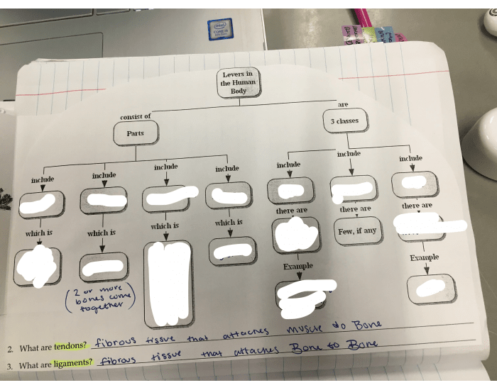 Levers in the Human Body — Printable Worksheet