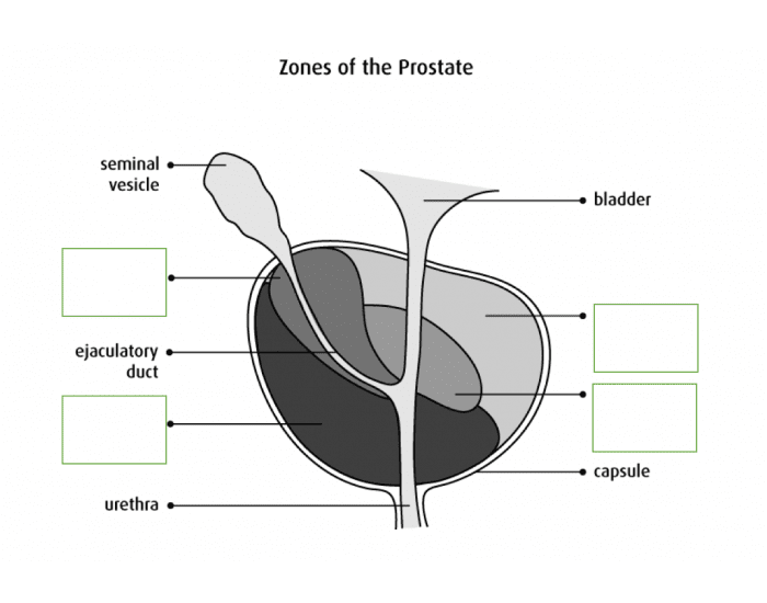 The Great Toilet Test - The Prostate Zone