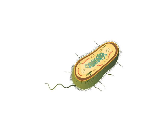 BACTERIA MARIO Quiz